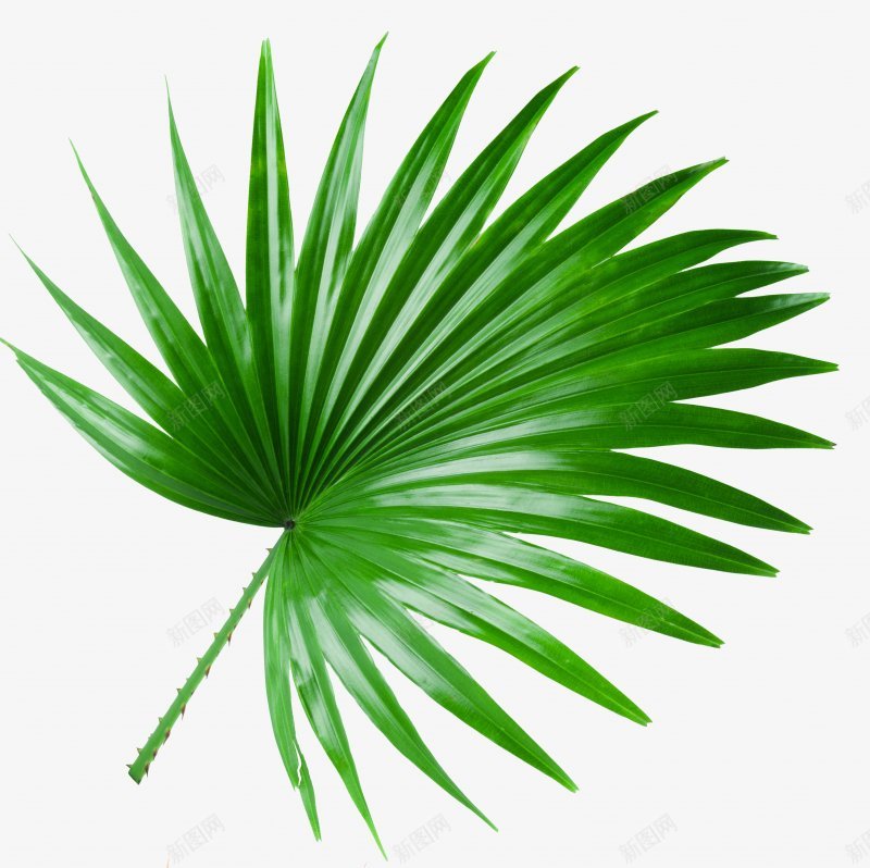 的植物绿叶椰子树树叶橡胶树海边沙滩植物树png免抠素材_88icon https://88icon.com 叶子 树叶 树枝 植物 橡胶树 海边沙滩植物 绿叶椰子树树叶 芭蕉叶 透明 香蕉树