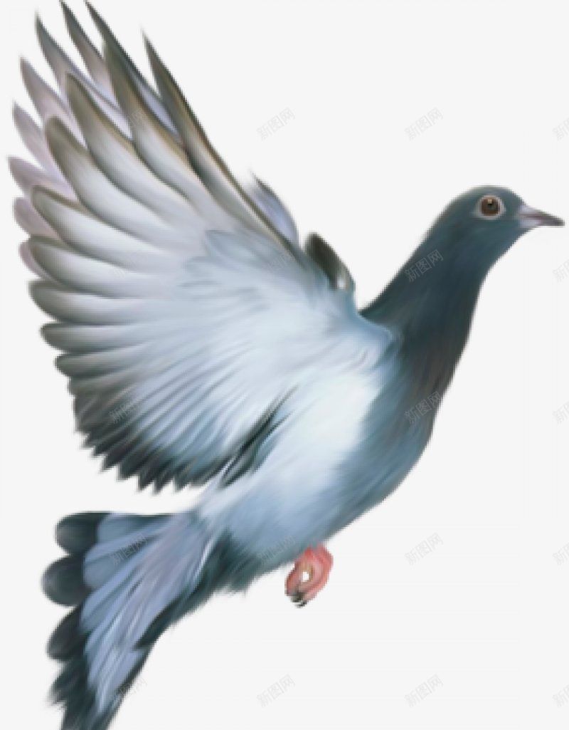 动物鸟鸽子动物无透明合成动物png免抠素材_88icon https://88icon.com 动物 动物鸟鸽子灬小狮子灬 合成 无 透明