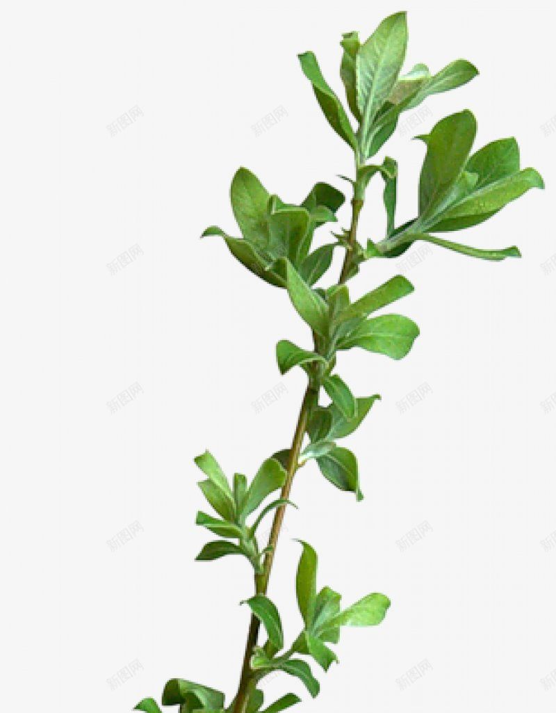 透明绿色水果鲜花植物干净栀子花树叶绿叶叶子芦荟png免抠素材_88icon https://88icon.com 图片 干净 栀子 树叶 植物 水果 绿色 花 透明 鲜花