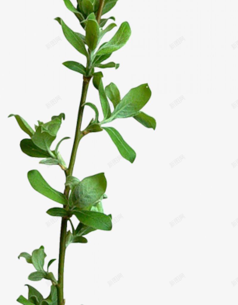 透明绿色水果鲜花植物干净栀子花树叶绿叶叶子芦荟png免抠素材_88icon https://88icon.com 图片 干净 栀子 树叶 植物 水果 绿色 花 透明 鲜花