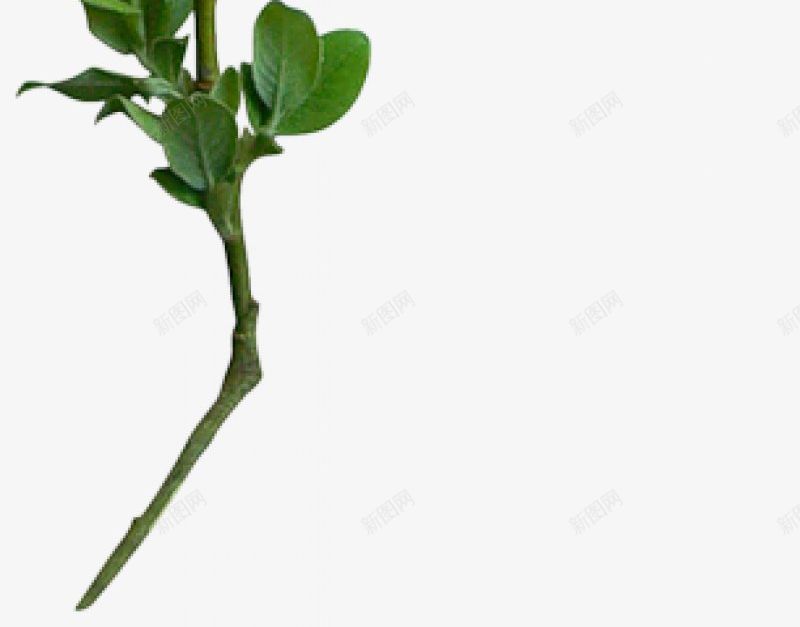 透明绿色水果鲜花植物干净栀子花树叶绿叶叶子芦荟png免抠素材_88icon https://88icon.com 图片 干净 栀子 树叶 植物 水果 绿色 花 透明 鲜花