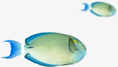 卡通海底动物小鱼png免抠素材_88icon https://88icon.com 动物 卡通 海底