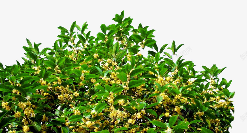 桂花png免抠素材_88icon https://88icon.com 叶子 桂花树 绿色 花卉