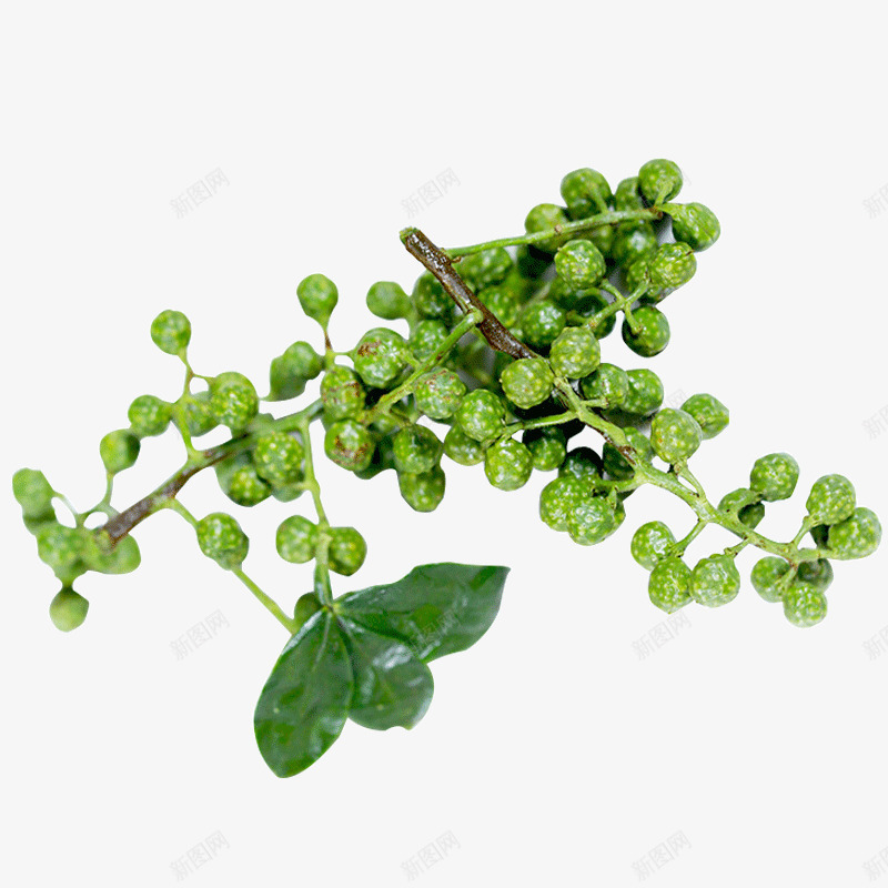 枝干上的花椒粒实物图psd免抠素材_88icon https://88icon.com 实物图 新鲜的 枝干 简图 花椒粒 藤条 配料