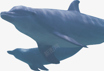 摄影海底海洋鲨鱼png免抠素材_88icon https://88icon.com 摄影 海底 海洋 鲨鱼