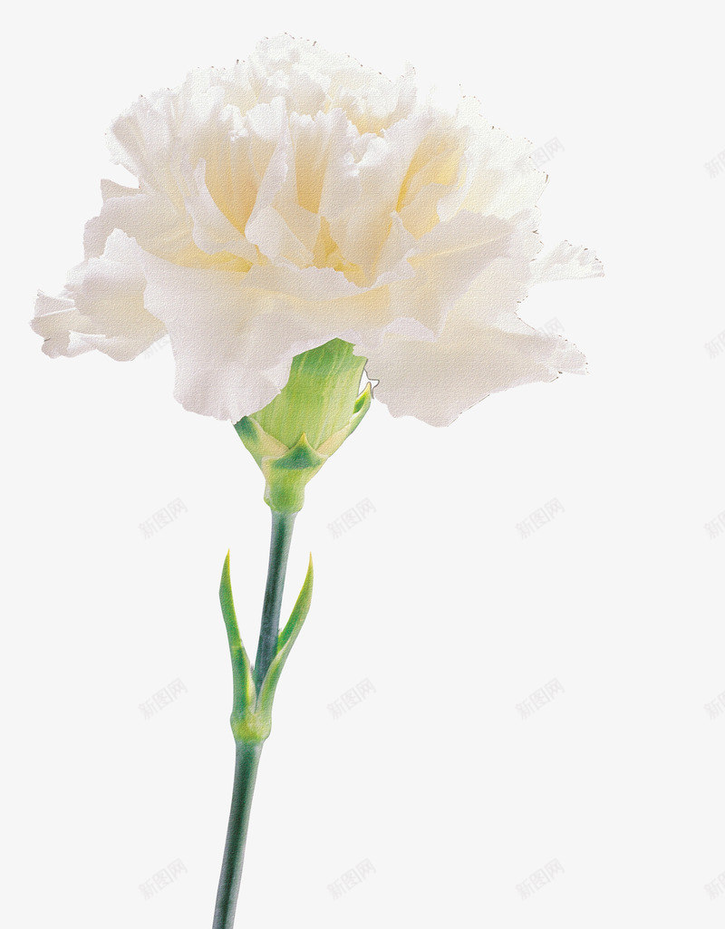 卡通鲜花手绘花朵康乃馨png免抠素材_88icon https://88icon.com 一朵康乃馨微距特写 康乃馨 抽象花朵素材 抽象鲜花素材 母亲节 特写 白色 花卉图案素材 花束图片 鲜花 鲜花素材