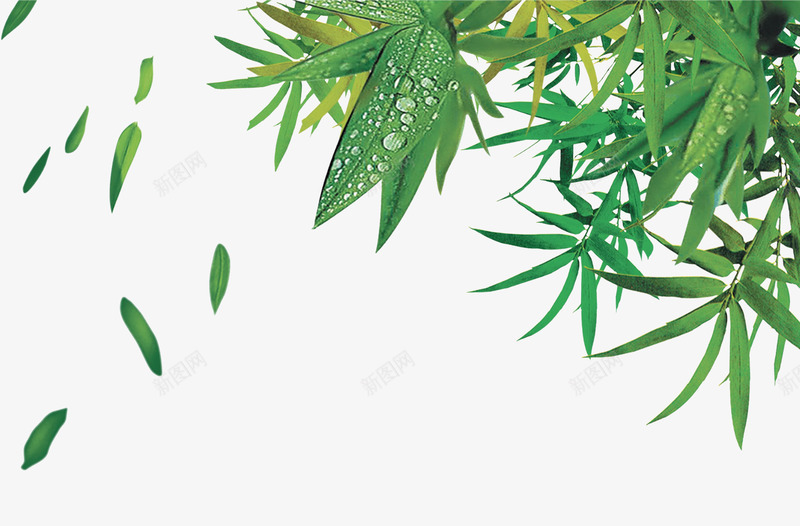 露珠绿叶竹子竹叶漂浮小清新端午节png免抠素材_88icon https://88icon.com 小清新 端午节 竹叶 竹子 飘落的竹叶
