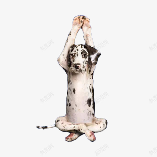做瑜伽的斑点狗png免抠素材_88icon https://88icon.com 小狗 斑点狗 狗类素材