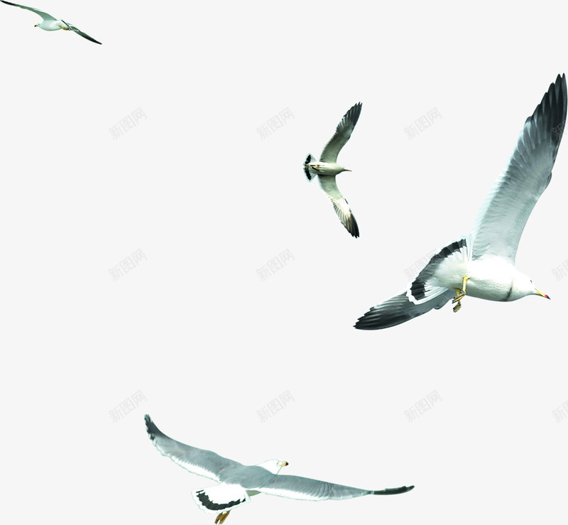 创意摄影海边度假区的海鸥png免抠素材_88icon https://88icon.com 创意 度假区 摄影 海边 海鸥