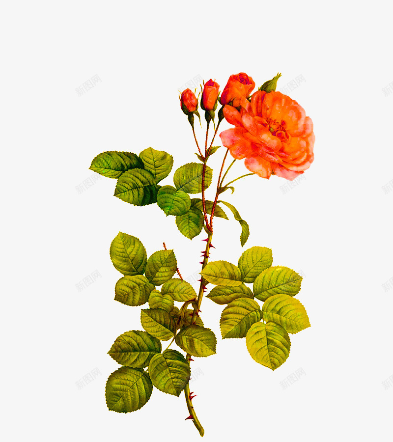 美丽月季花png免抠素材_88icon https://88icon.com 平面 彩绘 手绘 月季花 植物 秋天 秋季 花朵