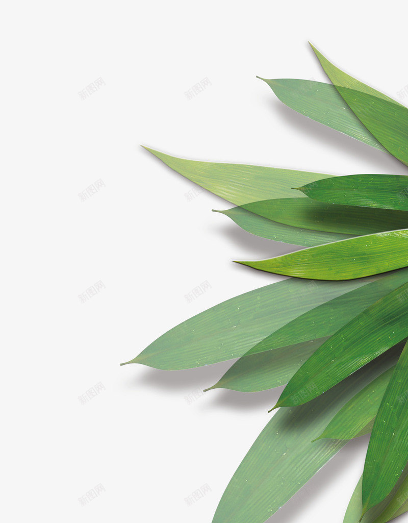 竹叶png免抠素材_88icon https://88icon.com 叶子 端午 竹叶 竹叶免抠图 竹子 素材 背景