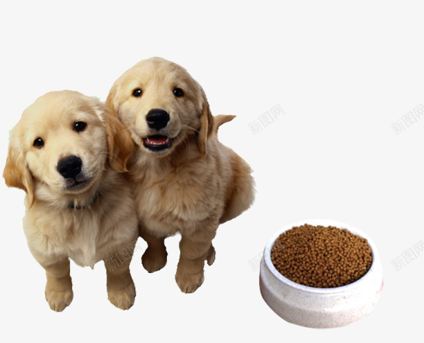 小金毛宠物狗粮食图png免抠素材_88icon https://88icon.com 宠物店 宠物店海报 宠物狗 宠物狗口粮 小型犬 小金毛 狗狗 狗碗 狗粮 狗粮产品广告 食品