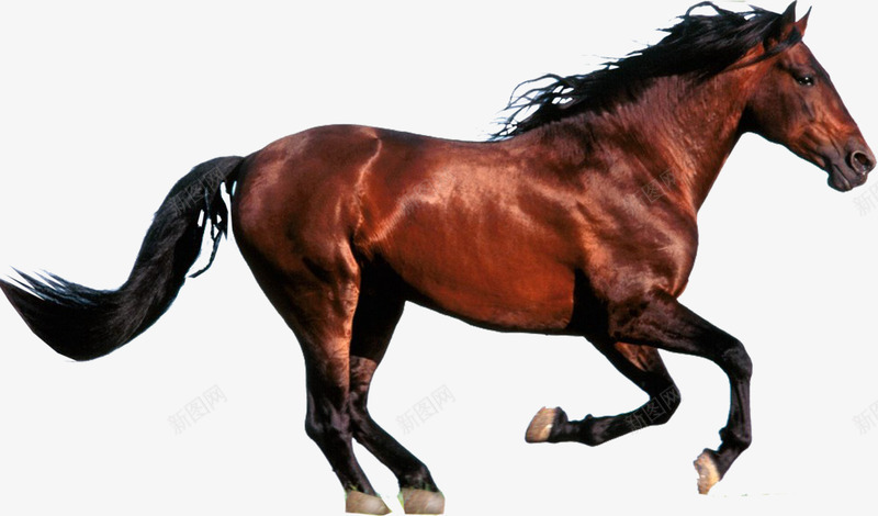 奔跑的马装饰元素png免抠素材_88icon https://88icon.com 奔跑 棕马 马 骏马