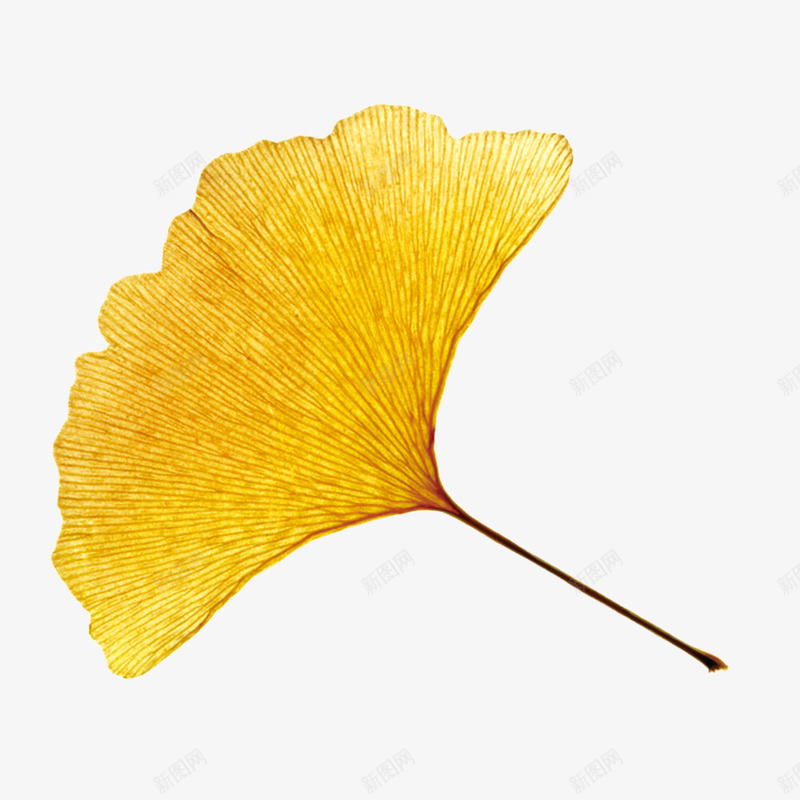 一片银杏叶png免抠素材_88icon https://88icon.com 一片 卡通 扇形 手绘 桔梗 水彩 纹理 金黄色的 银杏叶