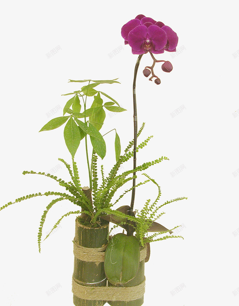 蝴蝶兰发财树组合盆栽png免抠素材_88icon https://88icon.com 发财树 小型盆栽 竹筒花盆 苔藓 蕨类植物 蝴蝶兰 装饰 装饰素材 软装