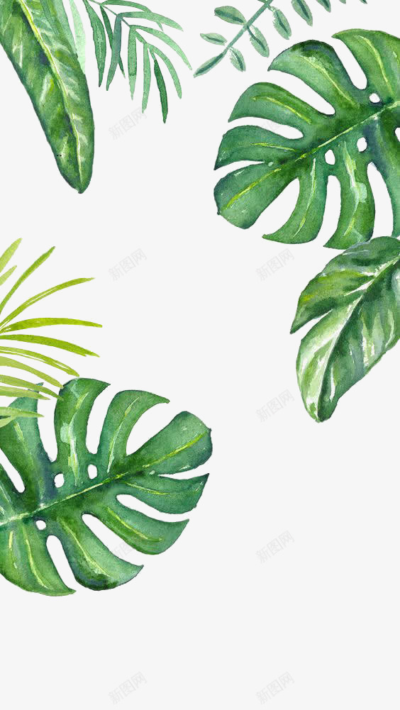 INS小清新龟背叶植物png免抠素材_88icon https://88icon.com INS 小清新 植物 绿色植物 龟背叶