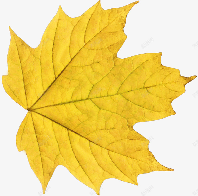 秋季枫叶树叶树木秋天png免抠素材_88icon https://88icon.com 枫叶 枫叶标本 树叶 树木 秋天 秋季