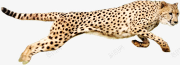 奔跑猎豹png免抠素材_88icon https://88icon.com 凶猛动物 森林动物 猎豹头 豹头 运动动物 黑色斑点