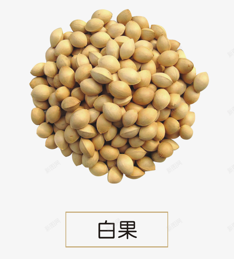 白果png免抠素材_88icon https://88icon.com 中医 中草药 中药 草药