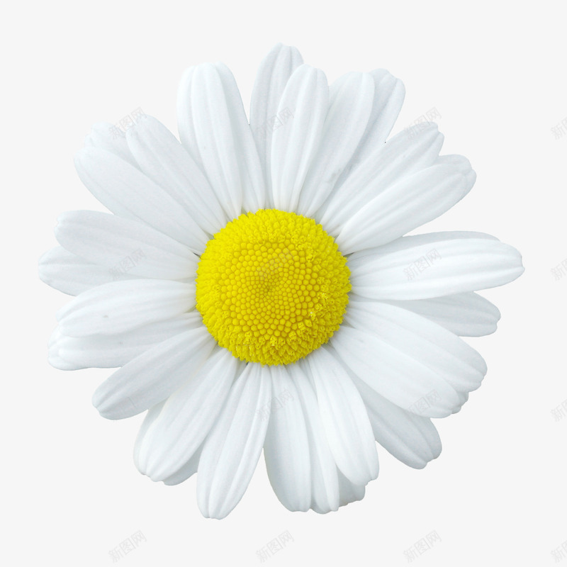 背景元素花朵海报背景白色花朵png免抠素材_88icon https://88icon.com 先人 免扣 凄凉 凄凉之美 卡通鲜花 卡通鲜花素材 唯美 园艺店 手绘花朵 植物花卉 植物花卉素材 清明节 白色 白色菊花 祭拜 纪念 绽放的雏菊 花束图片 花瓶 菊花图案 野菊花 雏菊鲜花 鲜花元素 鲜花店 黄色花蕊