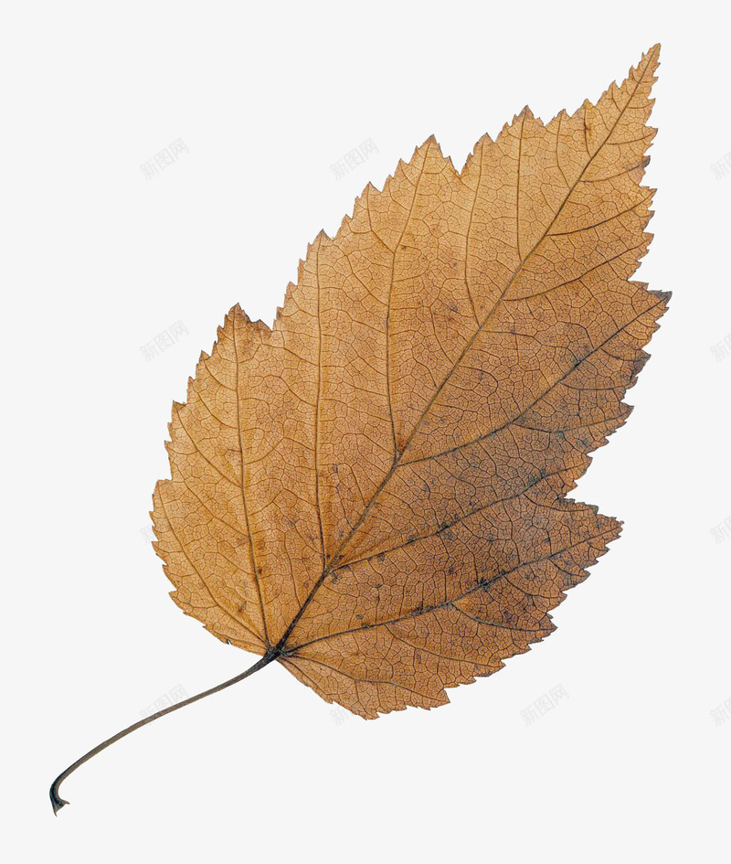 一片黑棕色树叶png免抠素材_88icon https://88icon.com 一片 产品实物 树叶 植物 黑棕色