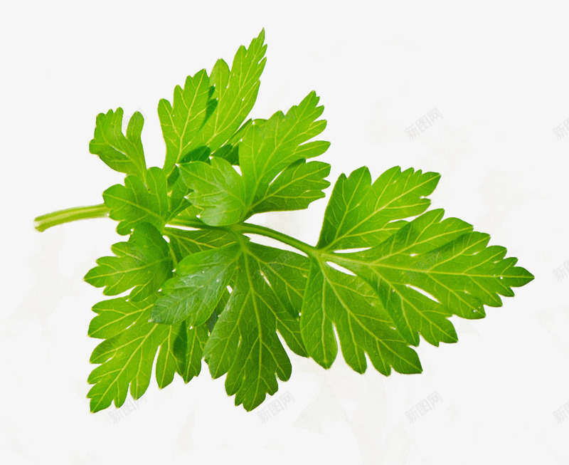 香菜叶大图png免抠素材_88icon https://88icon.com 新年团圆饭素材 春节美食素材 绿色 芫荽 蔬菜 调味蔬菜 青菜 餐饮美食 饭店海报素材 香菜 香菜装饰