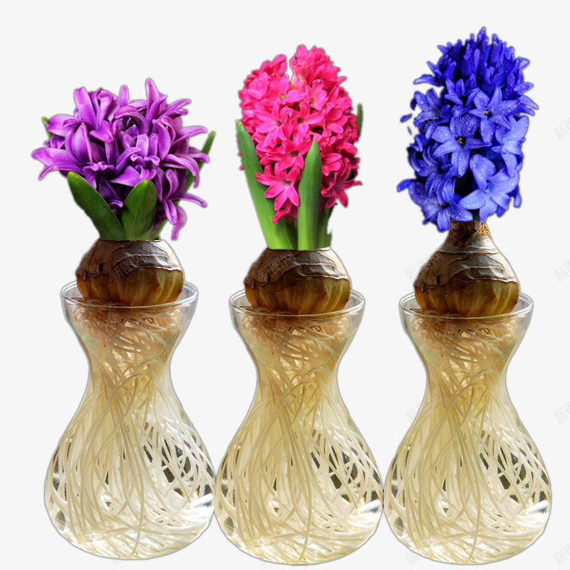 水植物风信子png免抠素材_88icon https://88icon.com 玫红色 紫色 花朵 蓝色 风信子