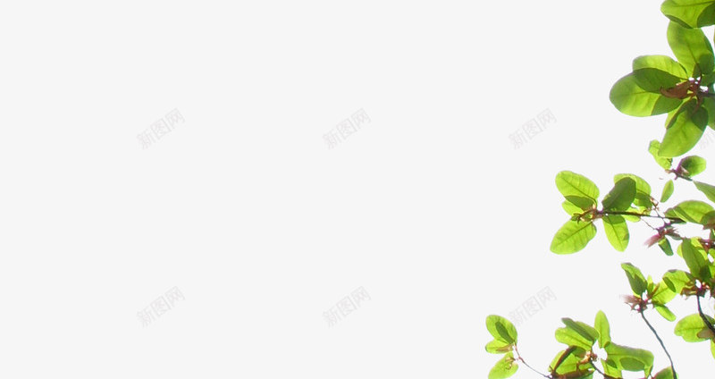 绿色树枝树叶实物png免抠素材_88icon https://88icon.com 实物 树叶 树枝 素材 绿色