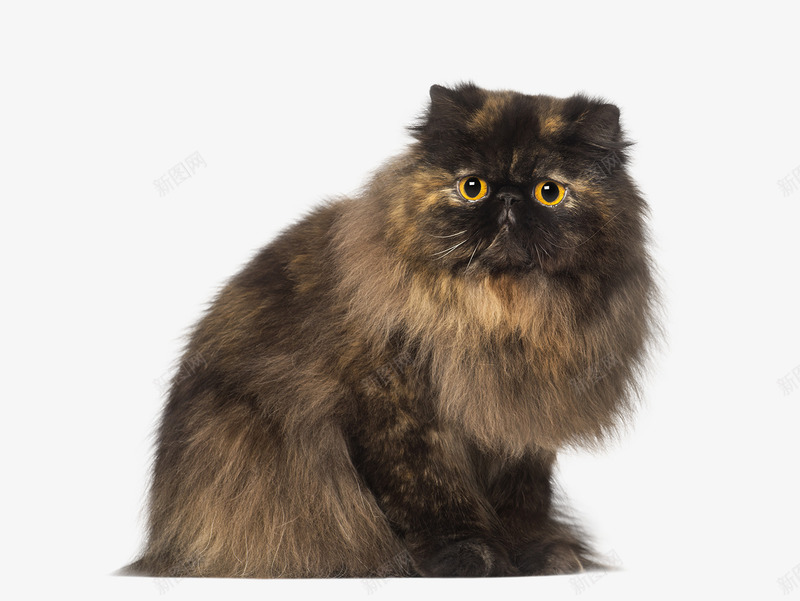 棕色的可爱小猫咪png免抠素材_88icon https://88icon.com 宠物 棕猫 猫 猫咪 黑猫