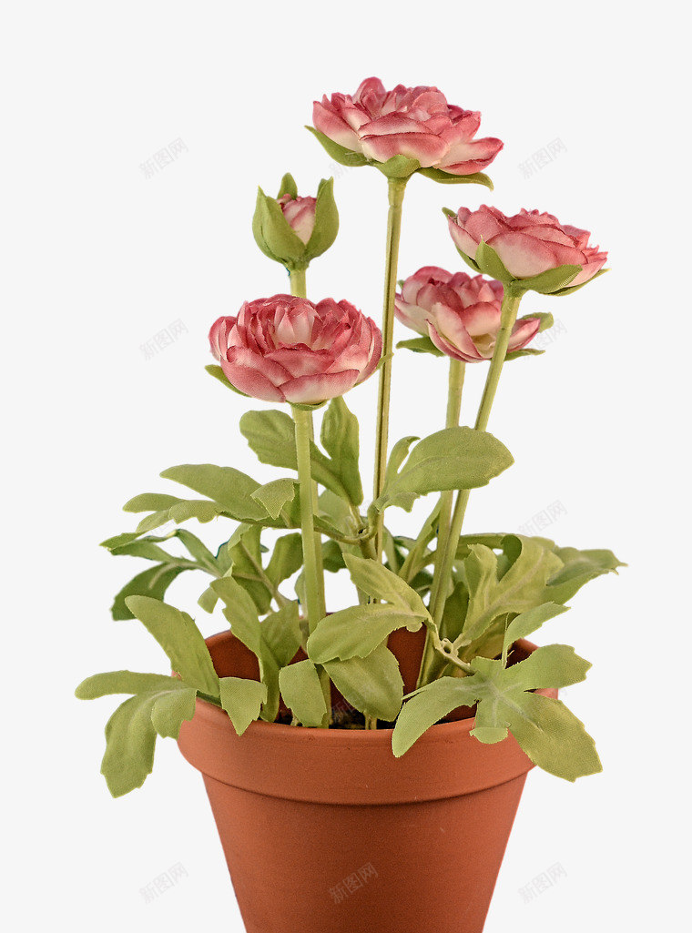 一盆粉色月季花png免抠素材_88icon https://88icon.com 月季花 玫瑰 粉色 花 花朵