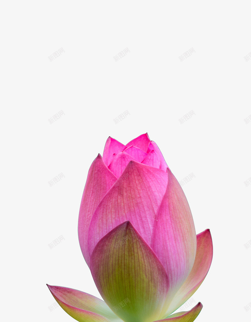 鲜花含苞待放png免抠素材_88icon https://88icon.com 花 花卉 花朵 荷花 鲜花