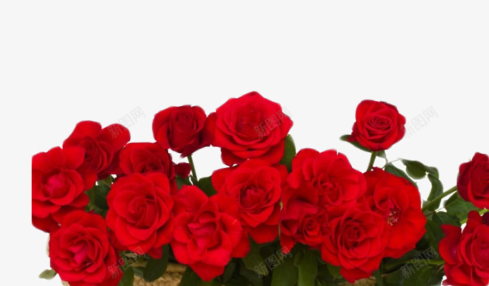 一簇玫瑰png免抠素材_88icon https://88icon.com 我爱你 热恋 热情 爱情 甜蜜 真爱