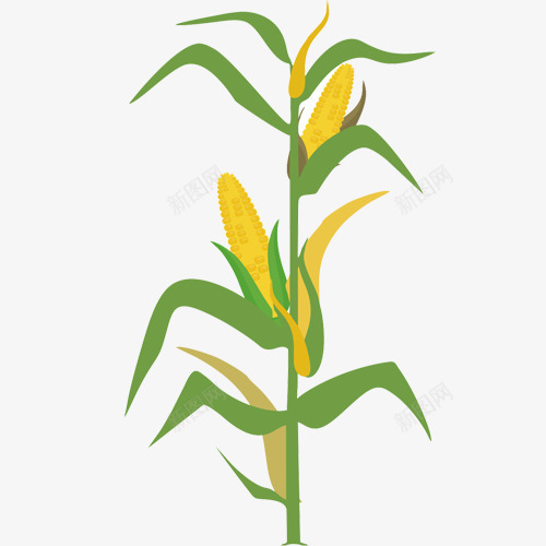 金色玉米杆彩绘图png免抠素材_88icon https://88icon.com 五谷杂粮 健康食品 玉米棒 玉米穗 玉米粒 黄绿玉米杆