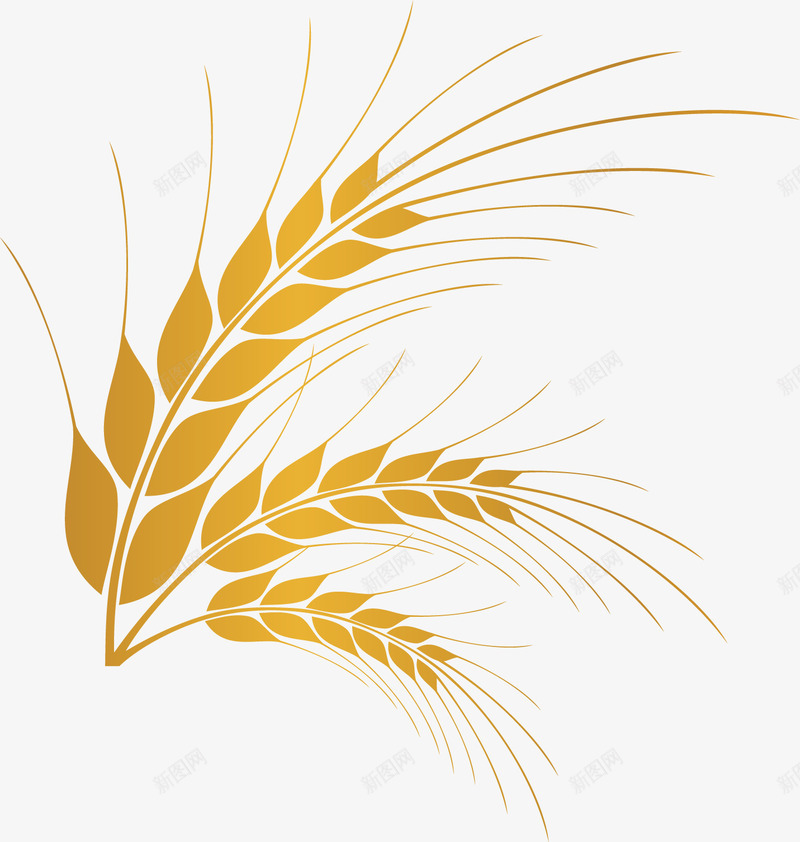 麦穗水稻小麦大米png免抠素材_88icon https://88icon.com 大米 小麦 水稻 稻穗 褐色的麦穗 金色麦穗 麦穗 黃色稻穗