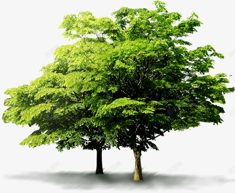 绿色植物大树景观png免抠素材_88icon https://88icon.com 大树 春天 景观 植物 绿色