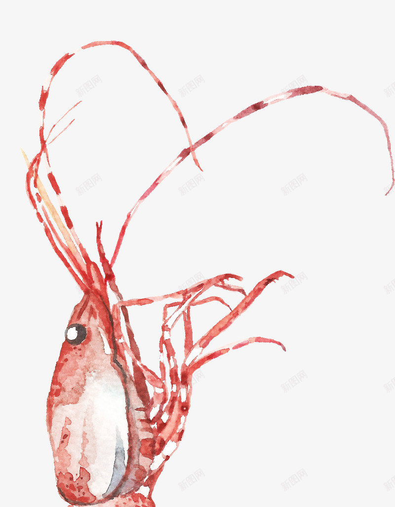 手绘红色简单水彩小龙虾png免抠素材_88icon https://88icon.com 创意图 可爱 彩色图 手绘图 水彩小龙虾 简单的