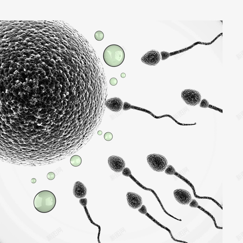 显微镜下的精子png免抠素材_88icon https://88icon.com 医疗 显微镜 生物 生物学 生物研究 真菌 细胞 细菌 高清大图