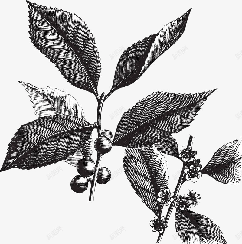 植物枝叶剪影png免抠素材_88icon https://88icon.com 冬青树 枝叶 枸骨叶冬青 红色果子 红色浆果 绿色植物 锯齿状叶子