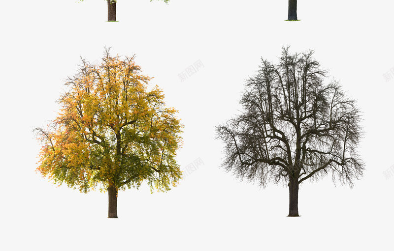 春天绿色树木png免抠素材_88icon https://88icon.com 初春焕彩 新图 新图网详情 春天 树木 绿色