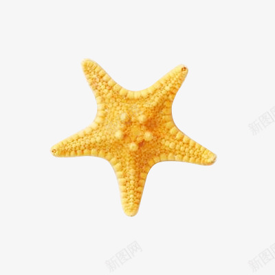 金黄色海报沙滩夏日海星png免抠素材_88icon https://88icon.com 夏日 沙滩 海报 海星 金黄色