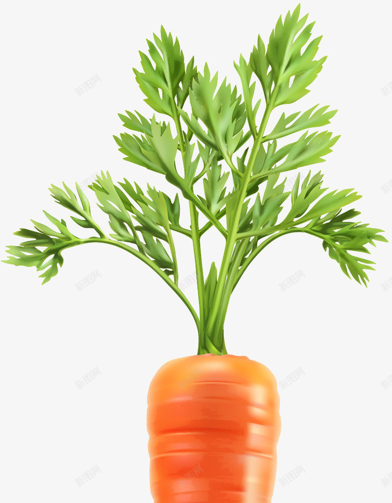 一根胡萝卜矢量图ai免抠素材_88icon https://88icon.com png图形 png装饰 胡萝卜 蔬菜 装饰 食物 矢量图
