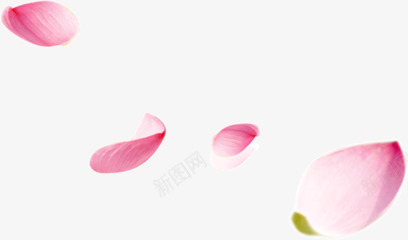 桃花花瓣节日鲜花飘落装饰粉红背景png免抠素材_88icon https://88icon.com 桃花 粉红 素材 背景 节日 花瓣 装饰 飘落 鲜花