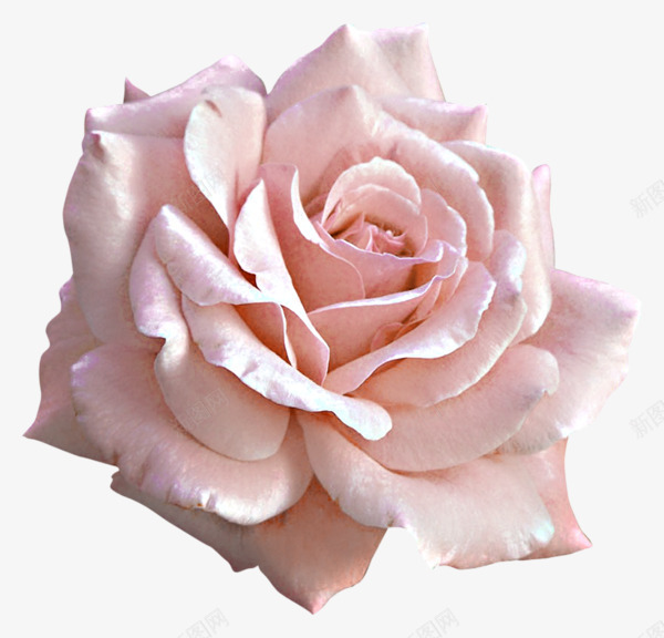 粉色盛开的月季花png免抠素材_88icon https://88icon.com 月季 植物 粉色 花卉 花朵