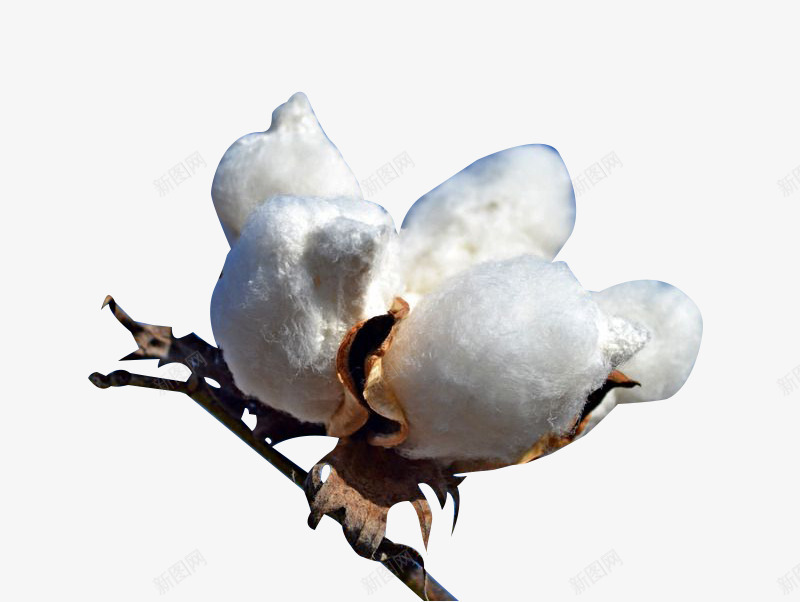 白白的精梳棉花png免抠素材_88icon https://88icon.com 棉花 植物 白色 精梳棉 精梳棉花
