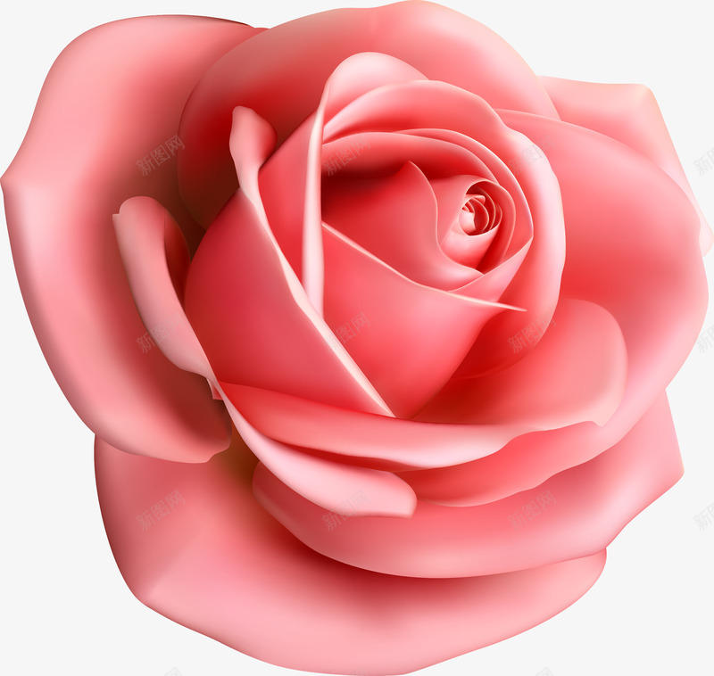一朵大玫瑰花png免抠素材_88icon https://88icon.com 植物 玫瑰 红色 花朵