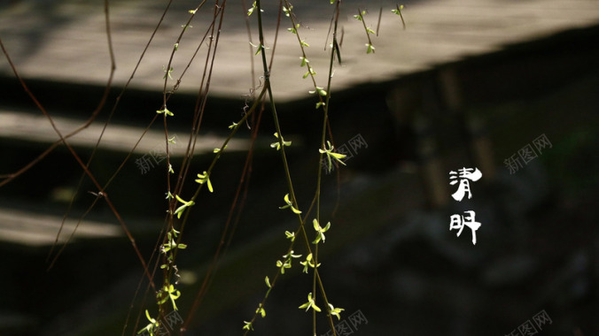 春天四月清明节青团海报背景31背景图片 春天四月清明节青团海报背景31背景