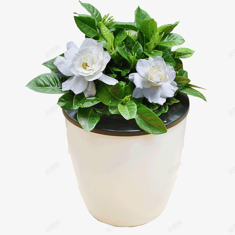 栀子花塑料小盆景png免抠素材_88icon https://88icon.com 办公室内桌面 家装 绿植盆栽家装 罗汉松铜钱草 花卉水培