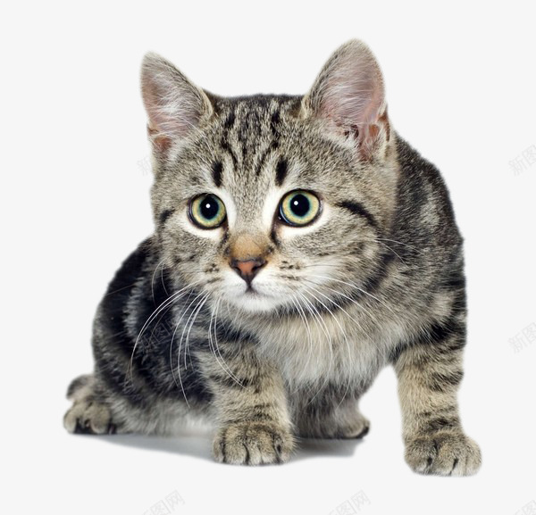 偷看的猫咪png免抠素材_88icon https://88icon.com 动物 宠物 小猫 猫咪 要看