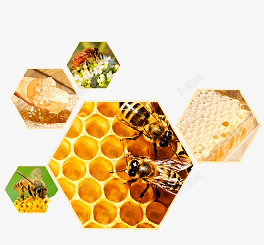 蜜蜂蜂巢png免抠素材_88icon https://88icon.com 天然蜂蜜 摄影 槐花蜜 洋槐蜂蜜 洋槐蜜 淘宝天猫 美味 蜂巢 蜂蜡 蜜蜂 野蜂蜜 餐饮美食