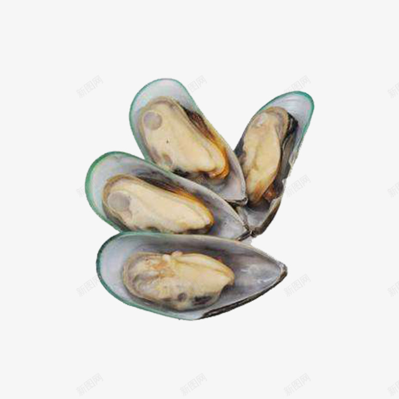 青口贝png免抠素材_88icon https://88icon.com 冰鲜 海鲜 生鲜 青口贝